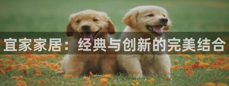 安信12注册登录下戴：宜家家居：经典与创新的完美结合